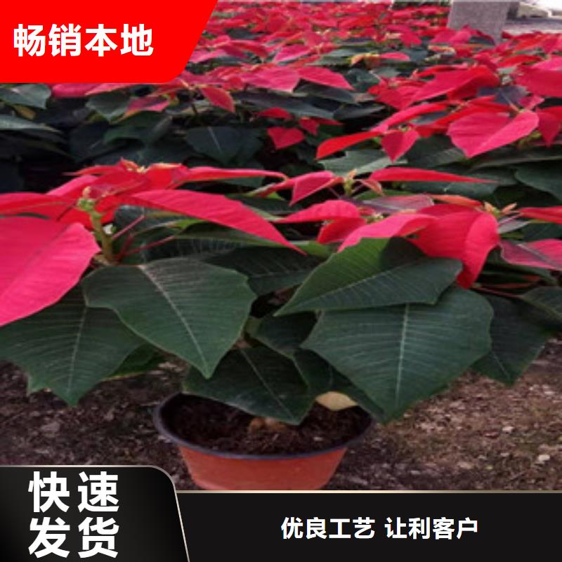 宿根花卉时令花卉/绿化草花价格专注质量厂家直销供货稳定