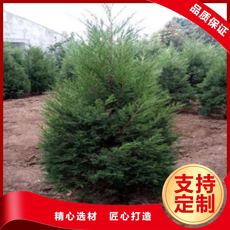 桂林宿根花卉 耐寒耐旱草花基地您身边的厂家