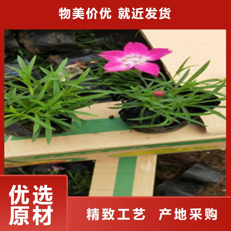 【锦州宿根花卉观赏草/蒲苇狼尾草型号齐全】