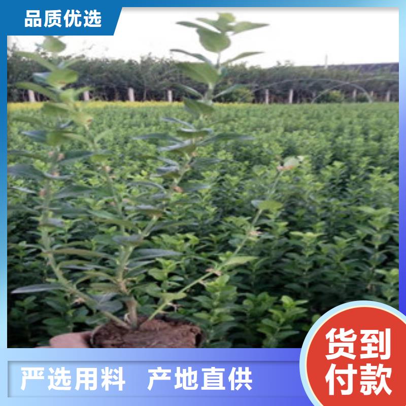 宿根花卉水生植物/荷花睡莲一站式采购方便省心诚信可靠