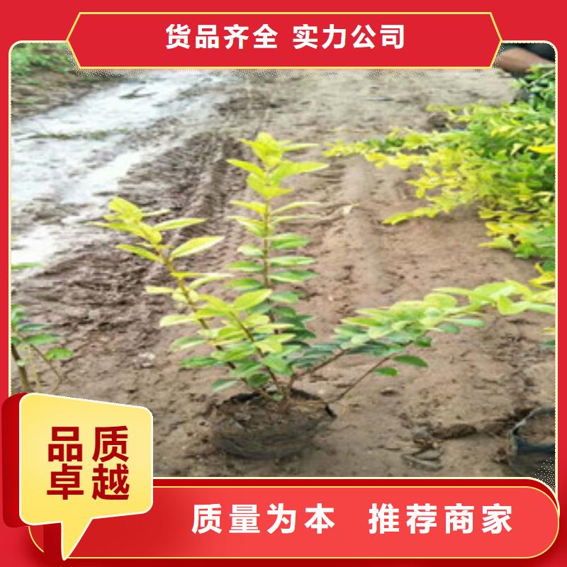 花海景观_水生植物/荷花睡莲厂家案例专业完善售后