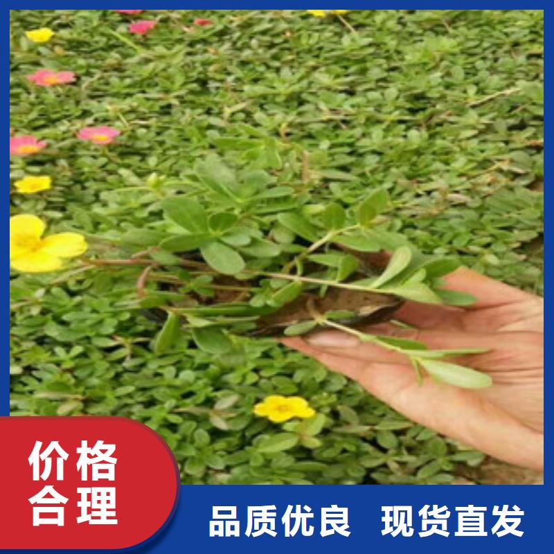 巢湖花海景观水生植物/荷花睡莲按需定制