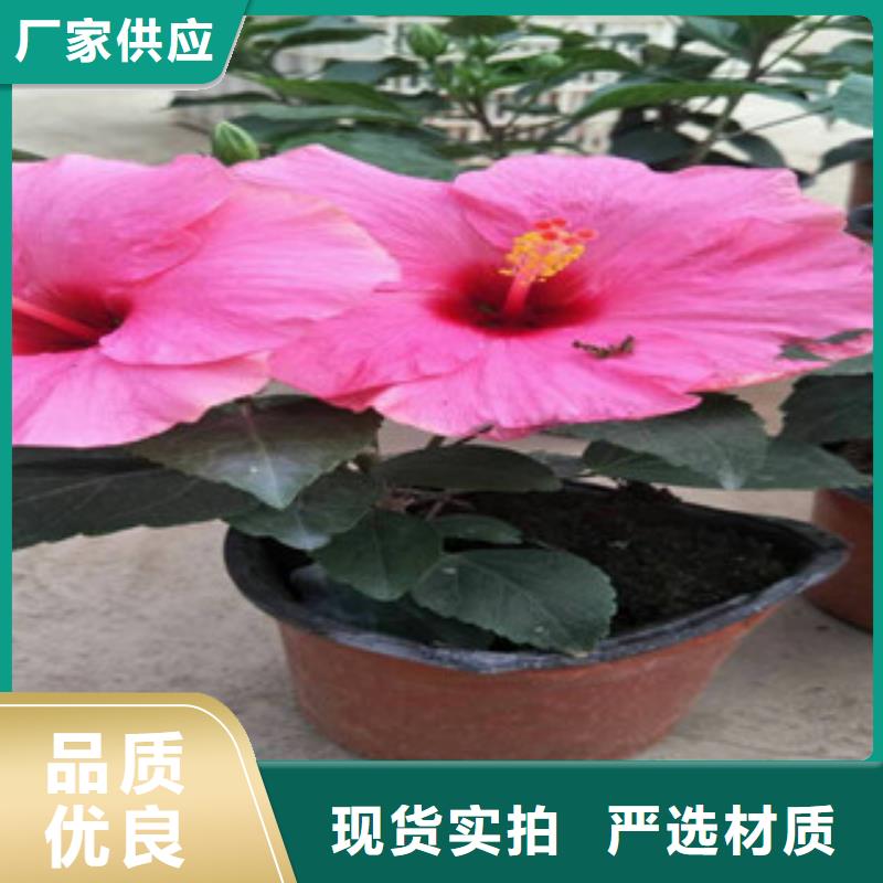 【云浮花海景观-花海景观工程品质保障售后无忧】