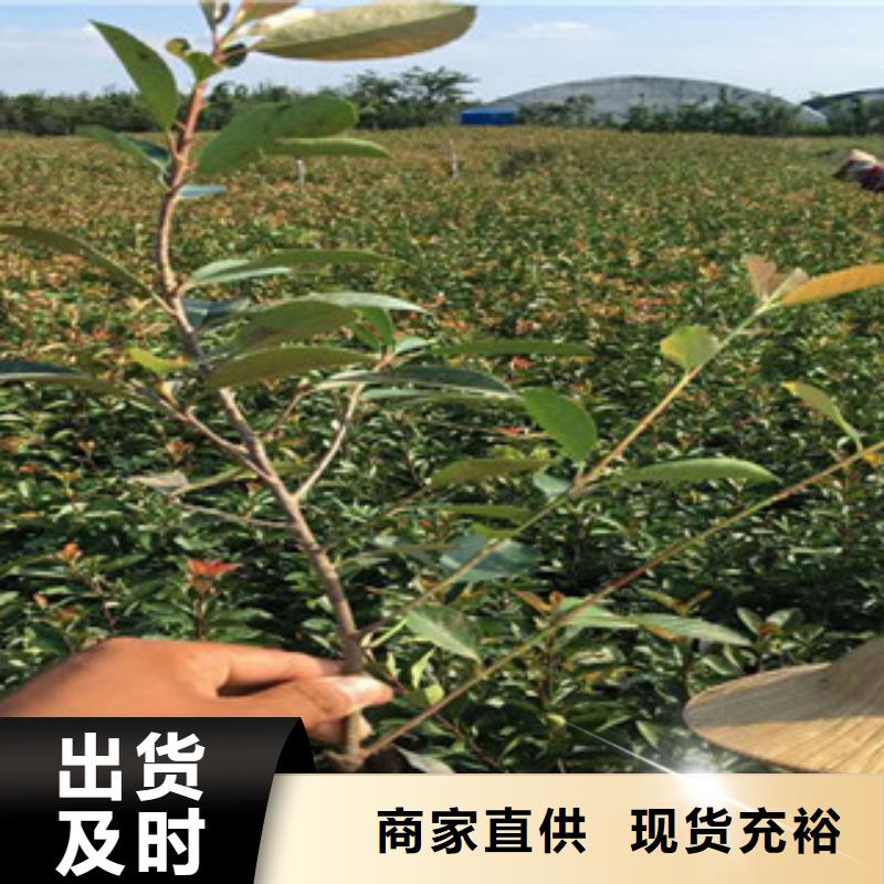 亳州花海景观宿根花卉基地 一站式供应厂家