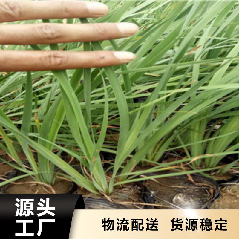 南宁花海景观耐寒耐旱草花基地好品质售后无忧