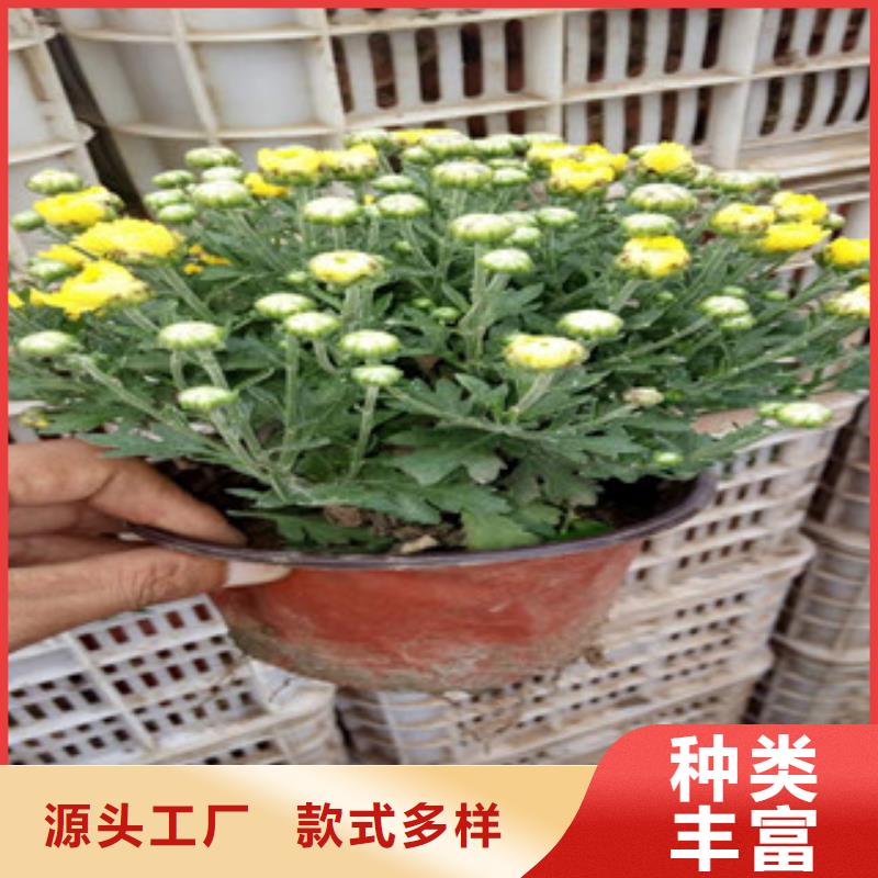 花海景观-耐寒耐旱草花基地好产品有口碑同城区域生产商
