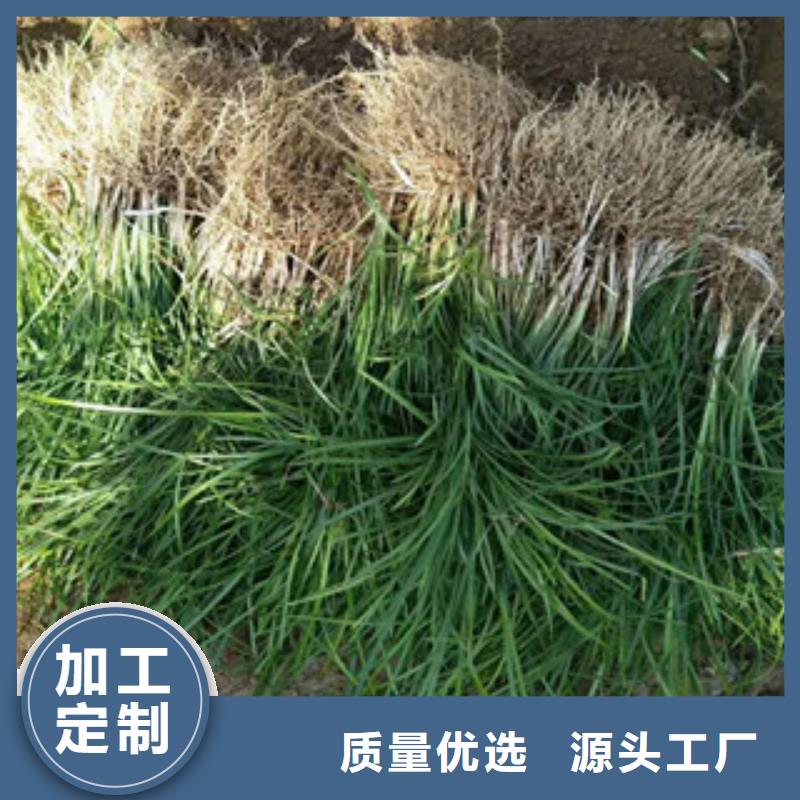 花海景观_耐寒耐旱草花基地现货充足工厂采购