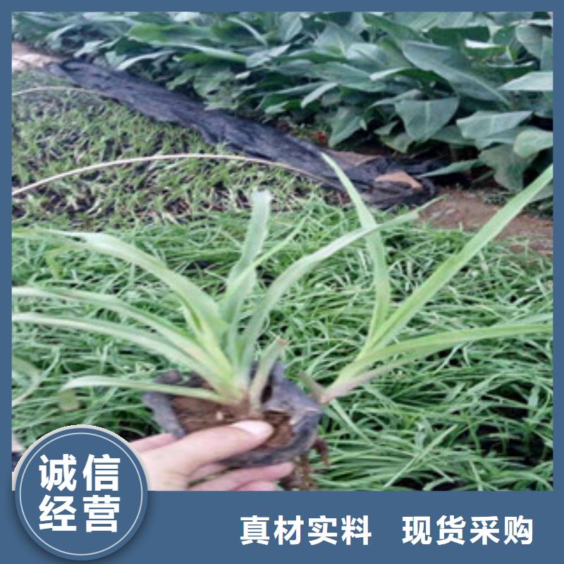 宁夏【花海景观】_水生植物/荷花睡莲供货及时
