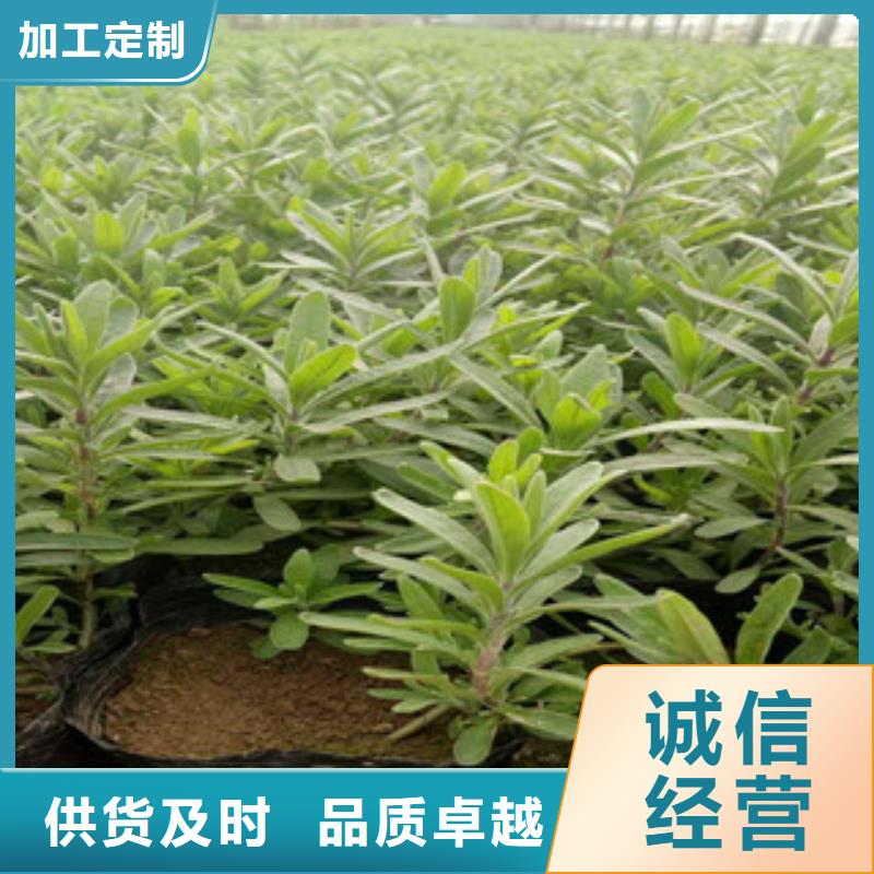 泰安花海景观,鲁冰花/粉黛乱子草品质无所畏惧