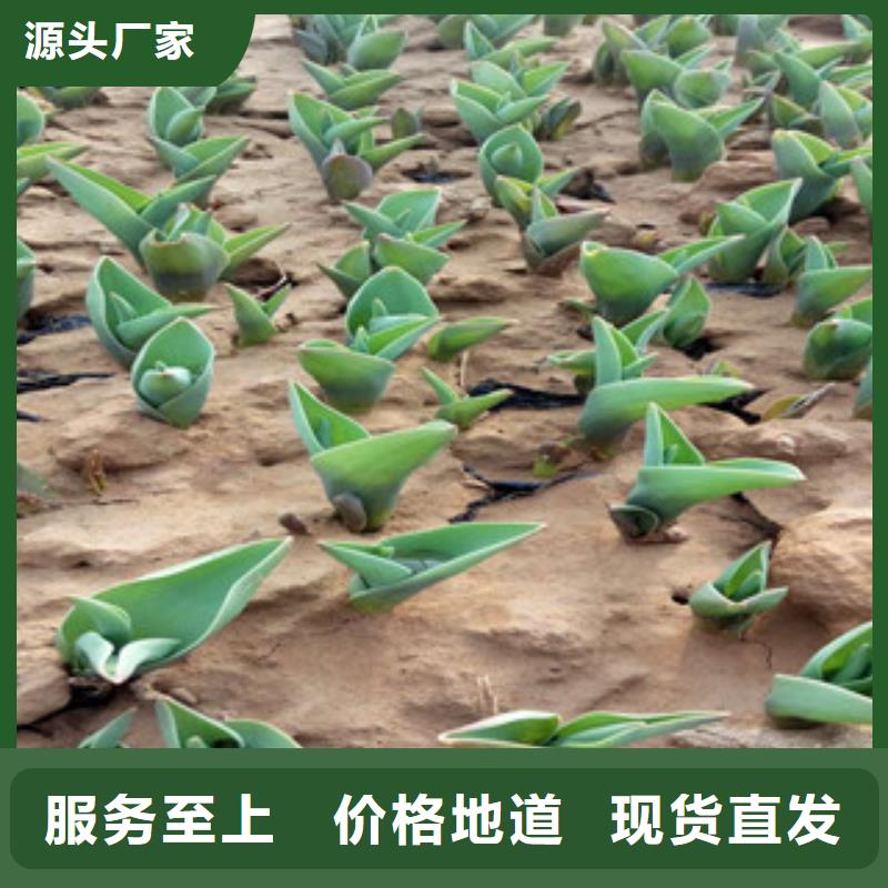 呼和浩特【花海景观】五一国庆草花批发无中间商厂家直销