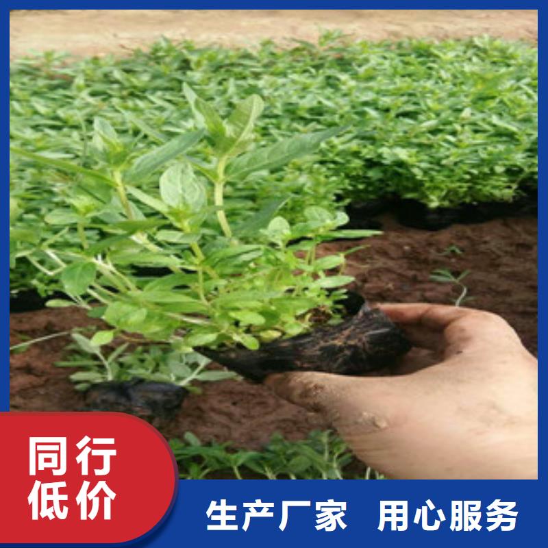 西双版纳花海景观耐寒耐旱草花基地品质值得信赖