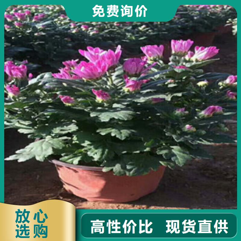 【德州花海景观观赏草/蒲苇狼尾草多年行业积累】