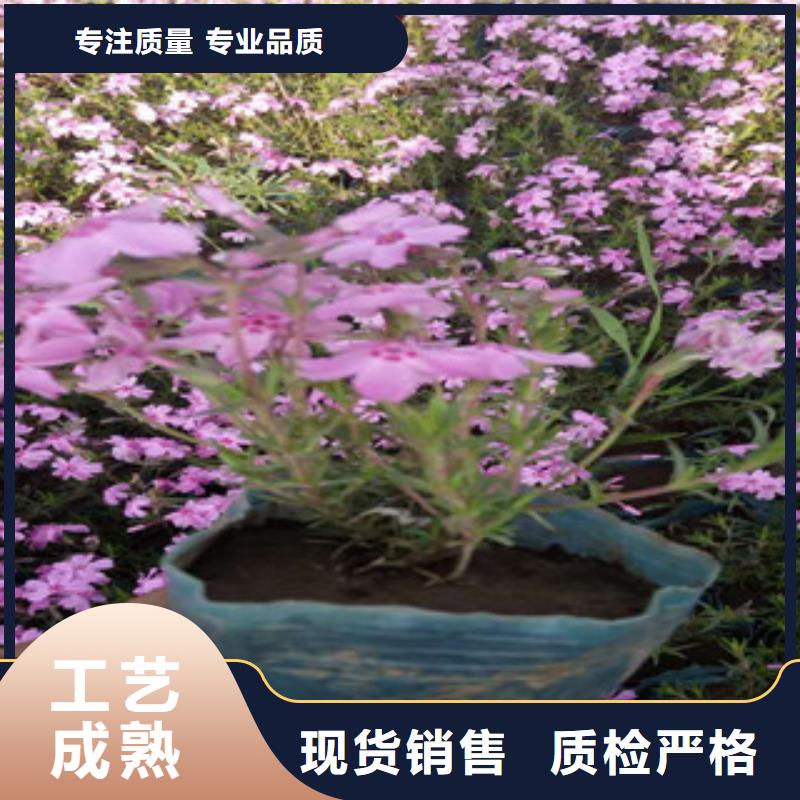 花海景观_观赏草/蒲苇狼尾草库存量大实体诚信厂家