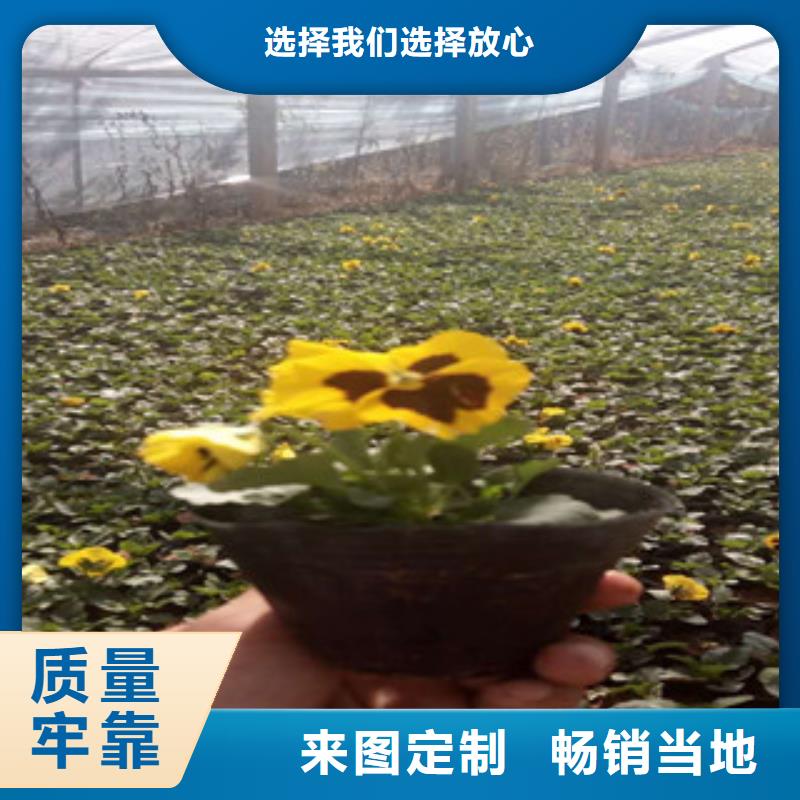 【阜新花海景观_耐寒耐旱草花基地品质保证实力见证】