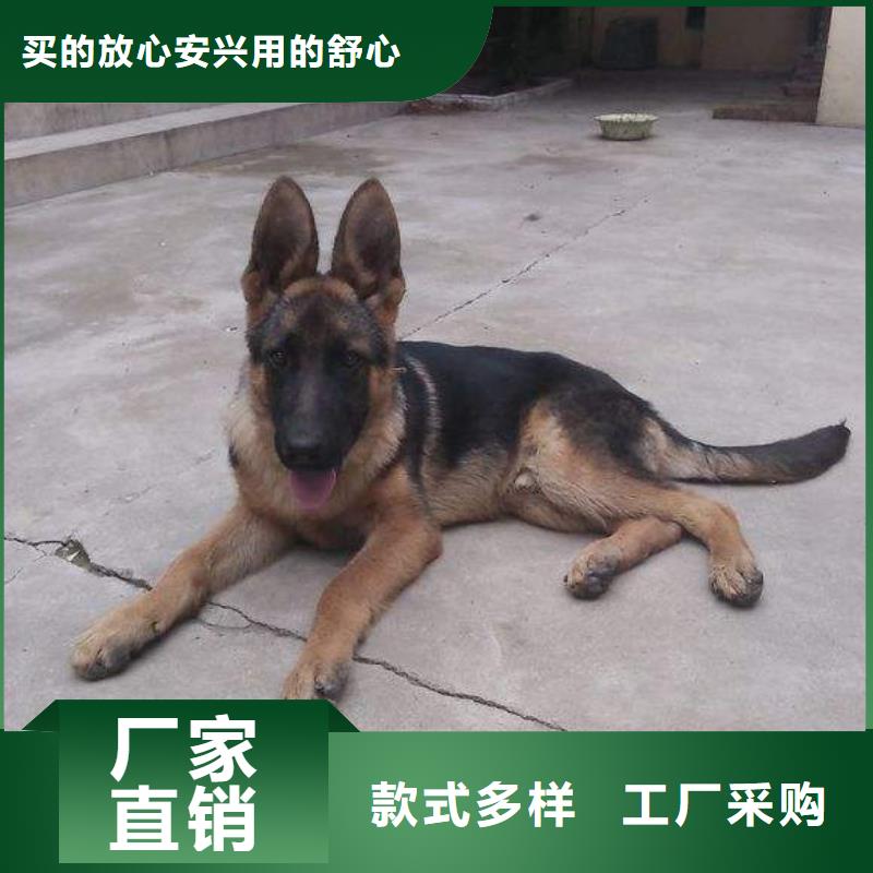 德国牧羊犬 比特犬生产厂家附近厂家