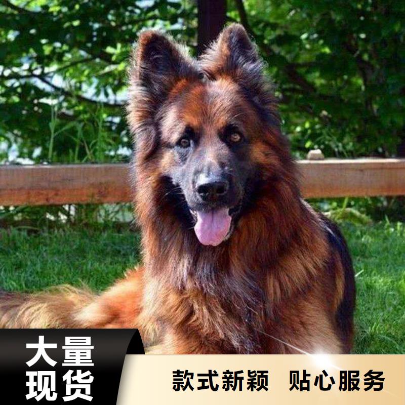 忻州德国牧羊犬拉布拉多犬层层质检