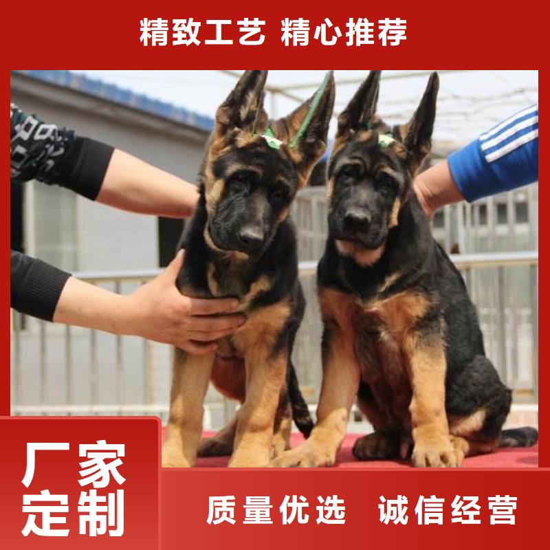 枣庄【德国牧羊犬】,卡斯罗犬现货充足