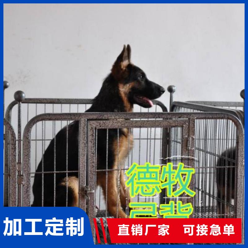 【德国牧羊犬】马犬多种工艺源头厂家经验丰富