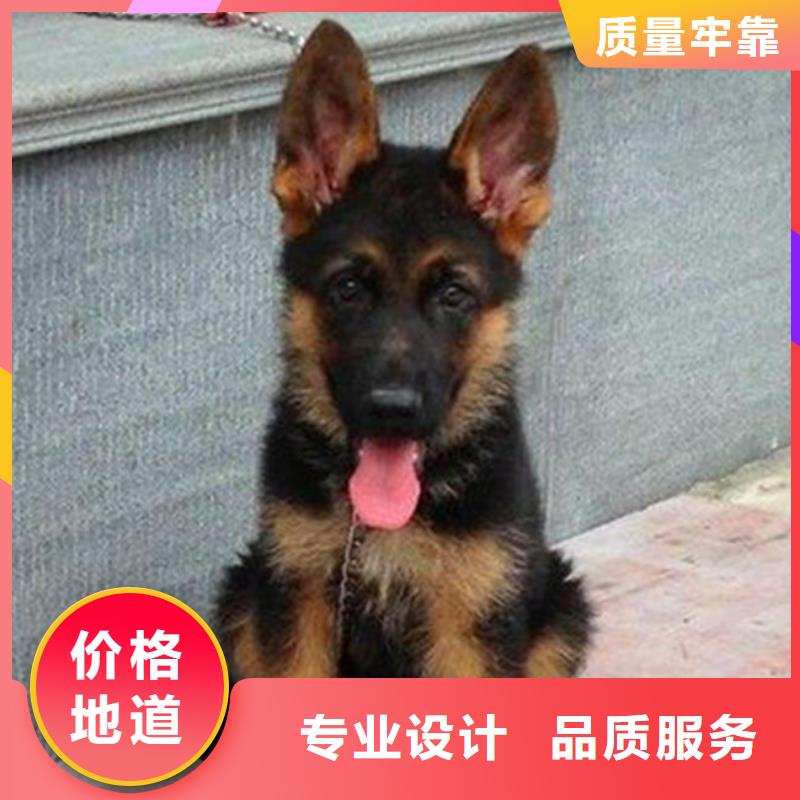 鞍山德国牧羊犬【卡斯罗犬】助您降低采购成本