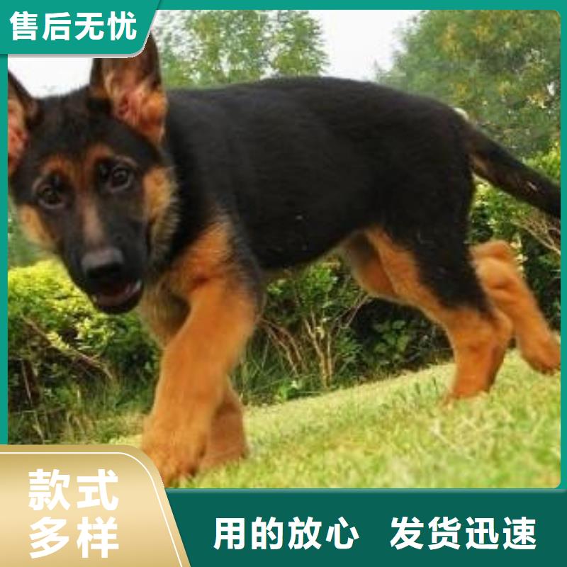 德国牧羊犬【卡斯罗犬】用的放心实拍品质保障