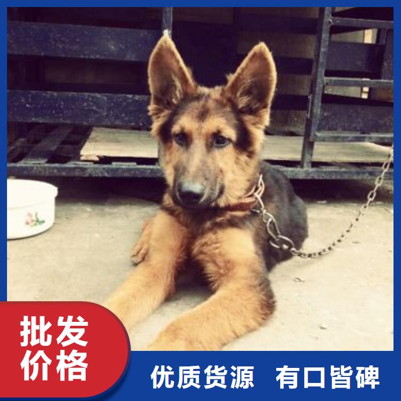 晋城德国牧羊犬【马犬】商家直供