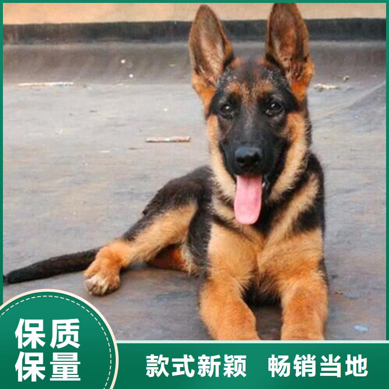 ​德国牧羊犬,德牧犬产地直销拒绝中间商