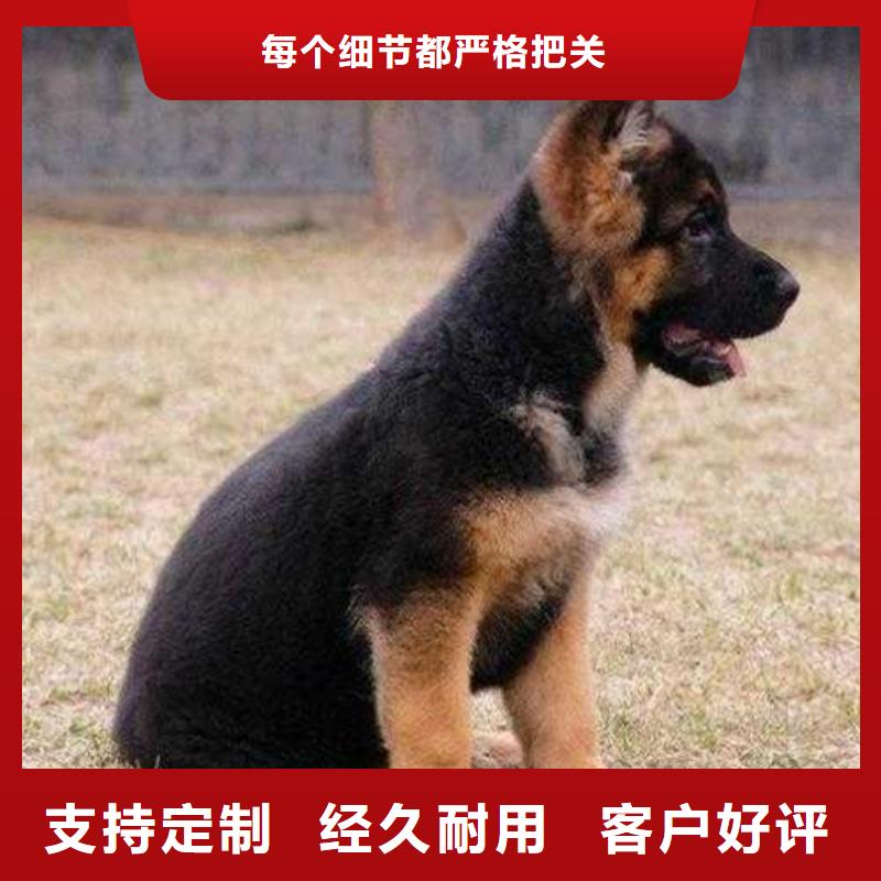 德国牧羊犬卡斯罗犬极速发货量少也做