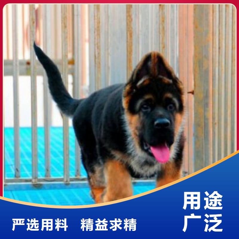 【德国牧羊犬】罗威纳犬客户好评附近生产厂家