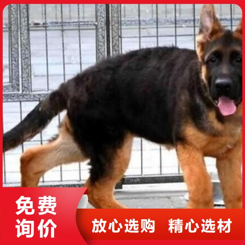 【德国牧羊犬高加索犬好产品好服务】实力厂家