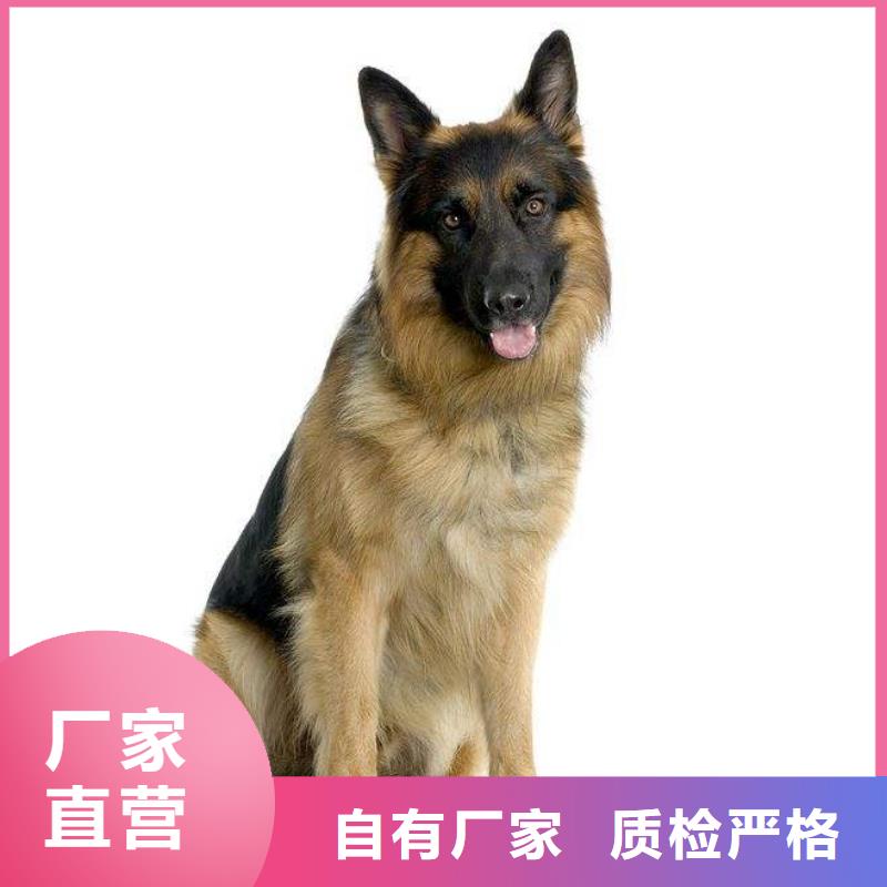 德国牧羊犬比特犬厂家直销规格多样多种规格库存充足