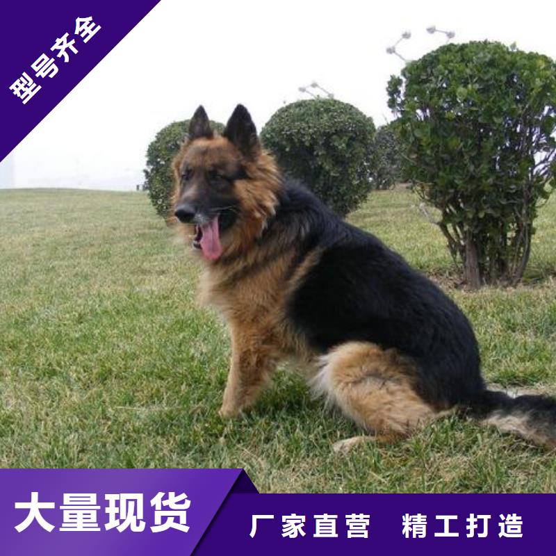 德国牧羊犬【罗威纳犬】畅销本地出货及时