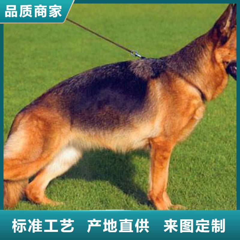 德国牧羊犬【马犬】支持定制加工附近经销商