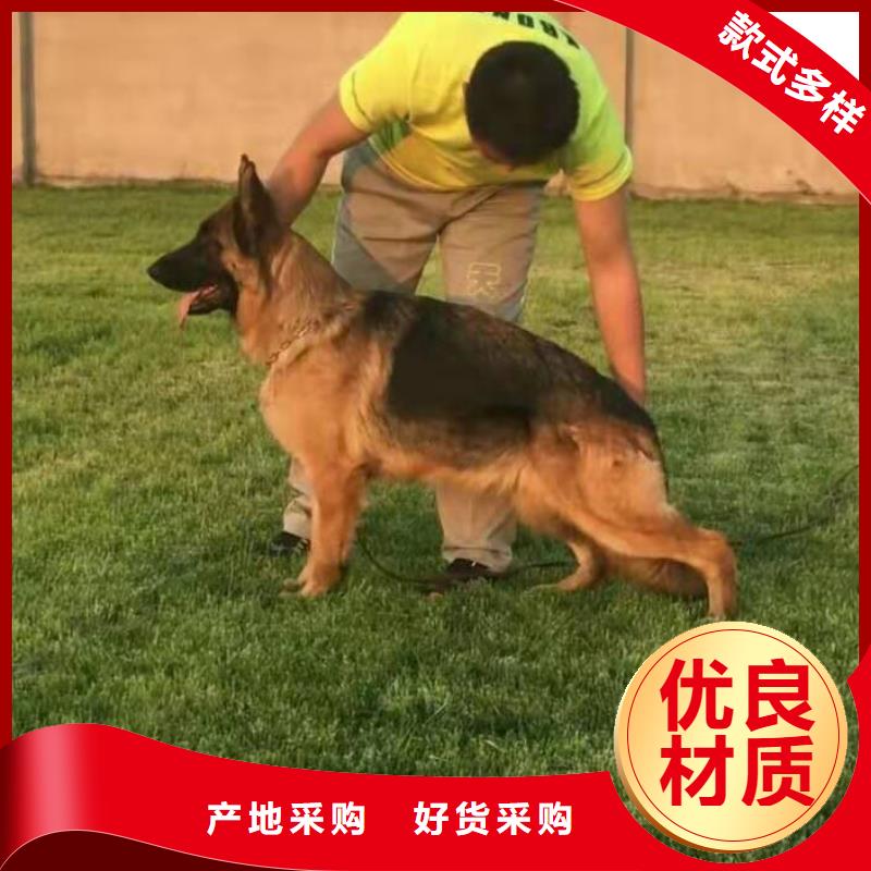 大兴安岭德国牧羊犬德牧犬精挑细选好货