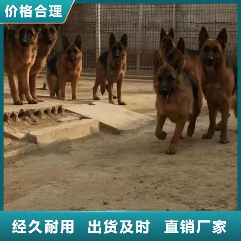 晋中德国牧羊犬黑狼实力派厂家