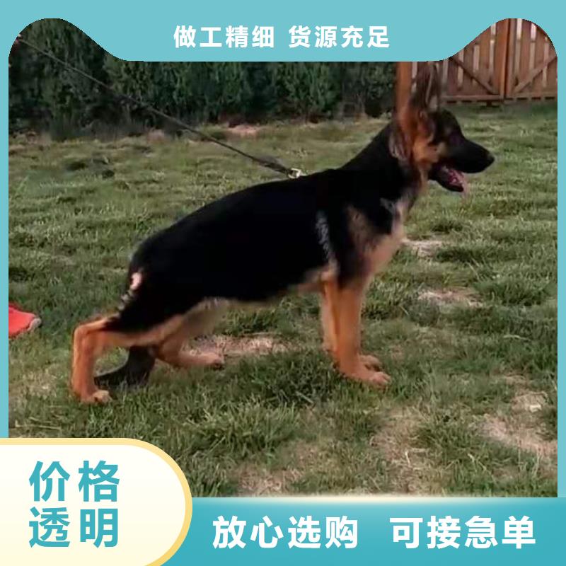 运城【德国牧羊犬】比特犬工厂自营
