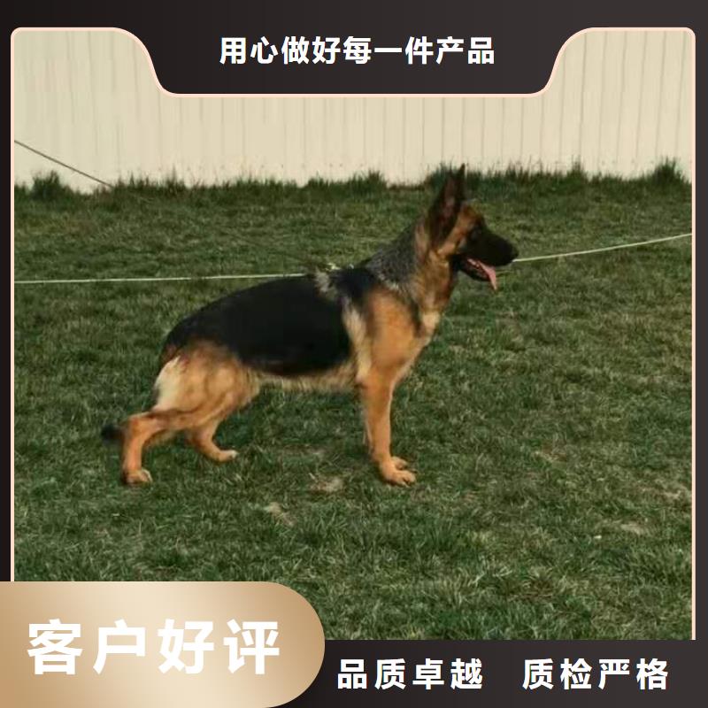 德国牧羊犬杜宾犬口碑好实力强您身边的厂家