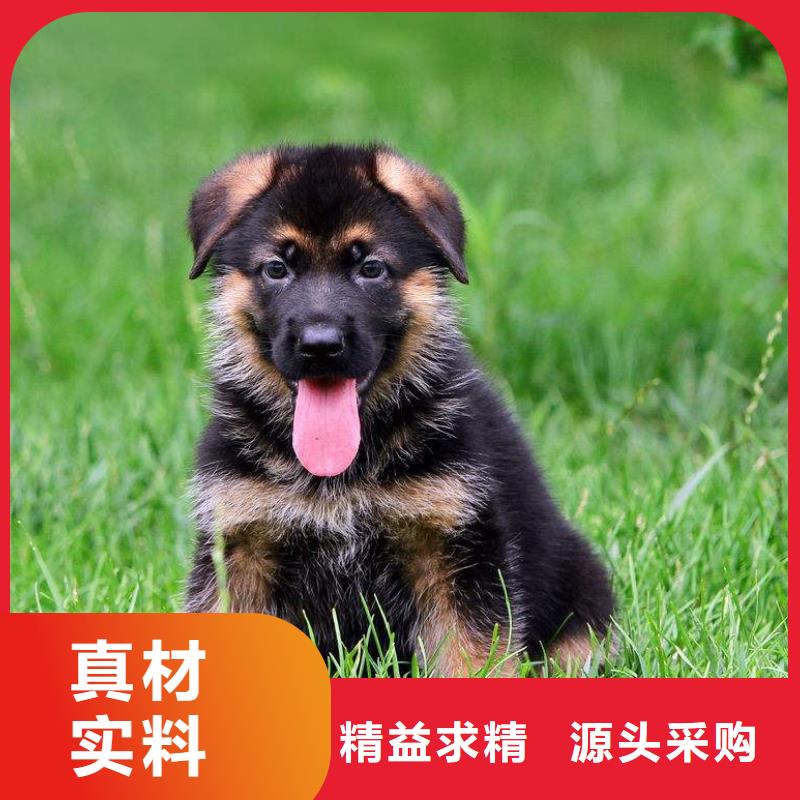 德国牧羊犬_杜高犬厂家现货批发实力优品