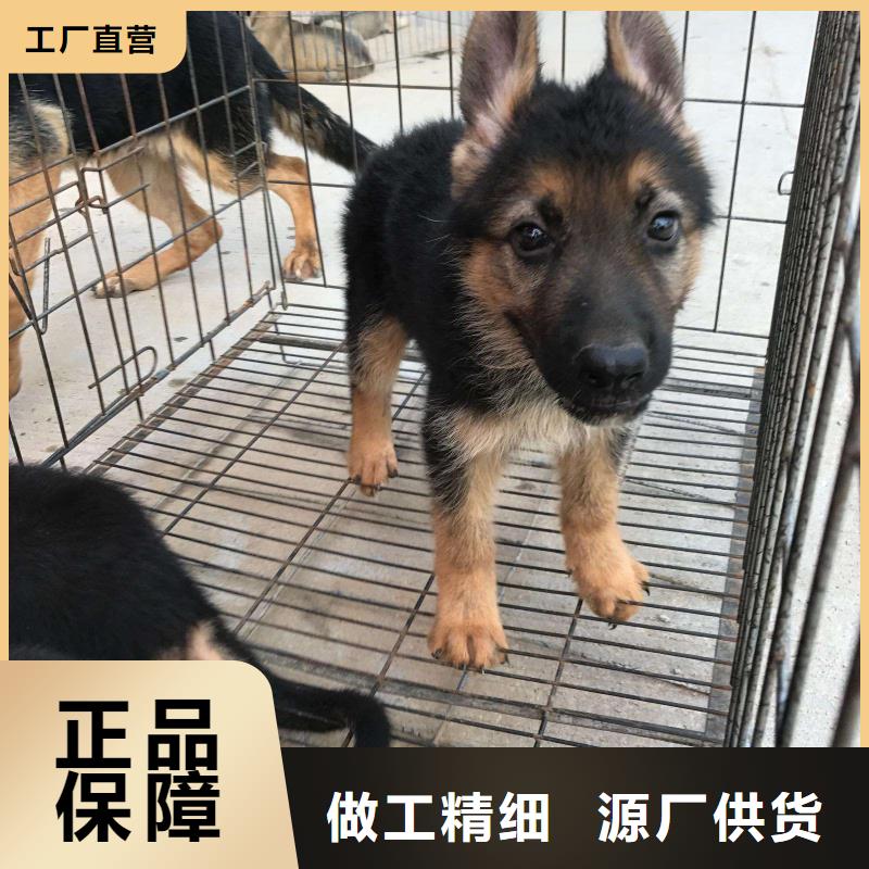 阳泉德国牧羊犬 黑狼自产自销