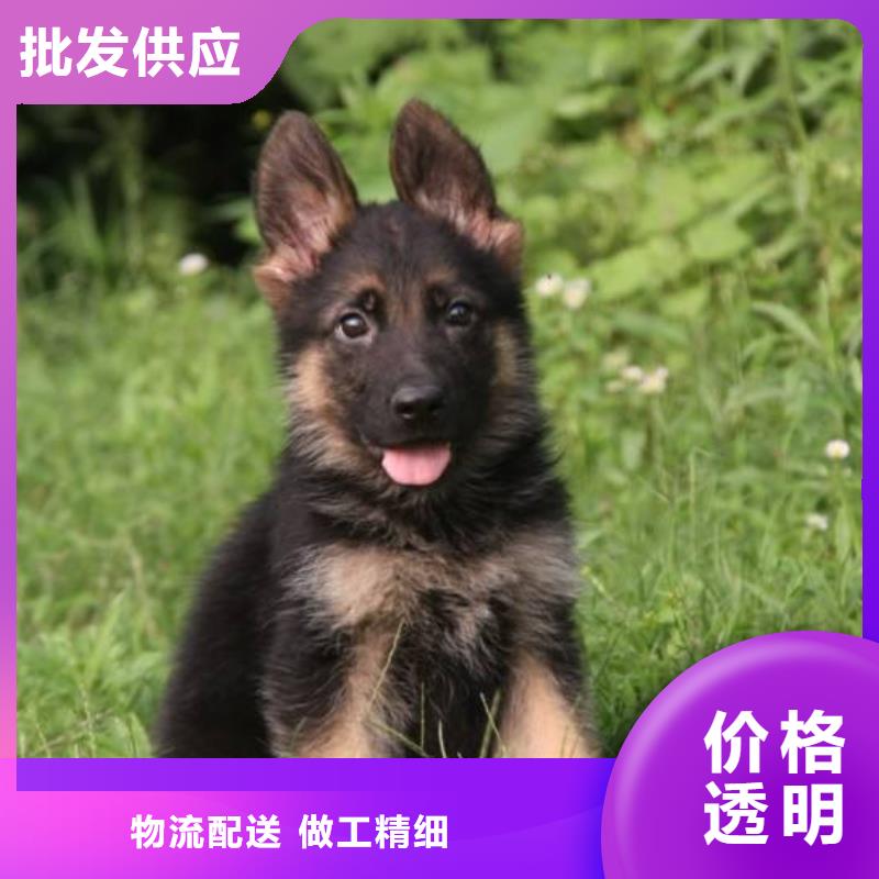 龙岩德国牧羊犬杜高犬出货快