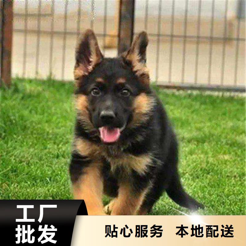 大连德国牧羊犬德牧犬厂家直发