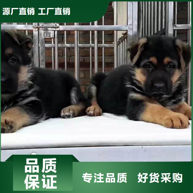 沈阳【德国牧羊犬】罗威纳犬大厂生产品质