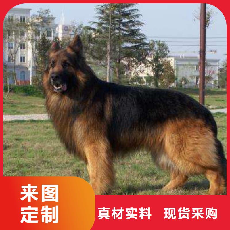 德国牧羊犬 杜宾犬现货批发精工细致打造