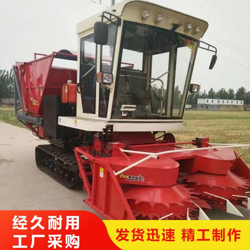 资阳青储机德牧犬实拍展现