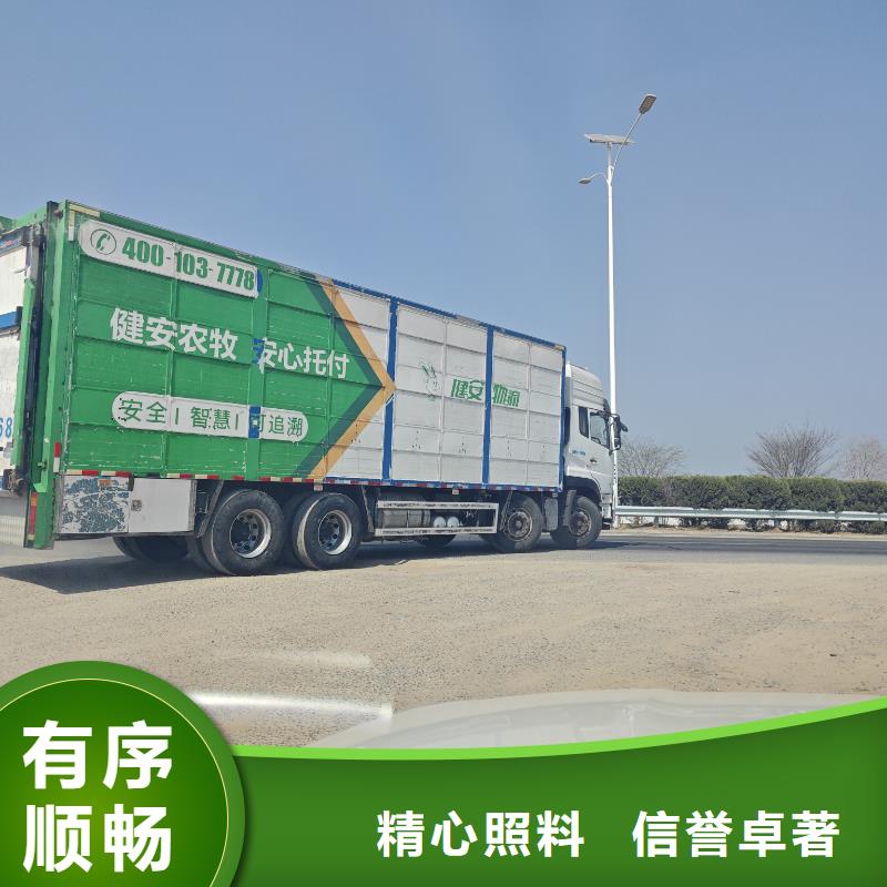 滁州到甘南仔猪恒温车运输保障有力