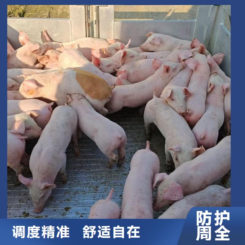 信阳到巢湖活禽运输全程高速