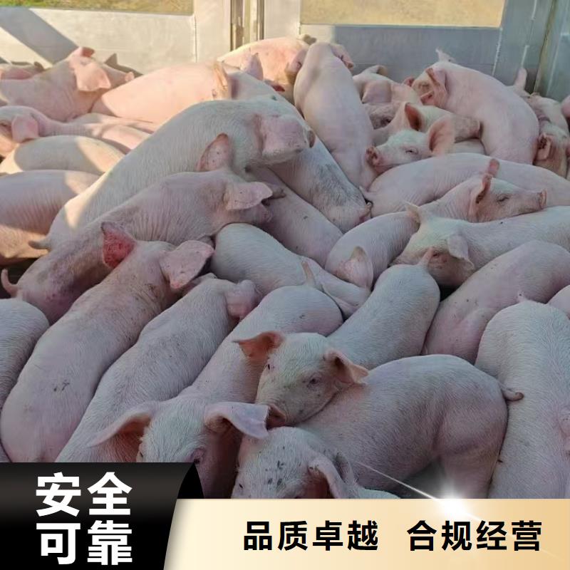 温州到齐齐哈尔二育运输管理规范