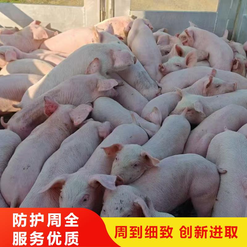 宿迁市泗阳到扬州农牧运输专业专注