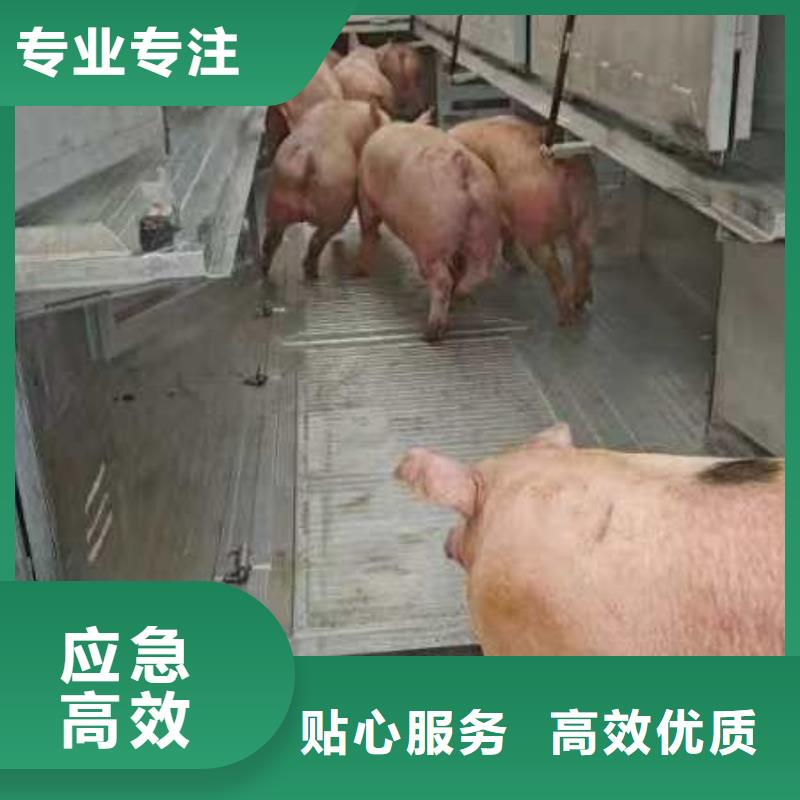 三门峡到北京猪牛羊运输快速中转