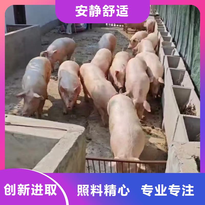 南京到汕头种猪空调车运输资质齐全