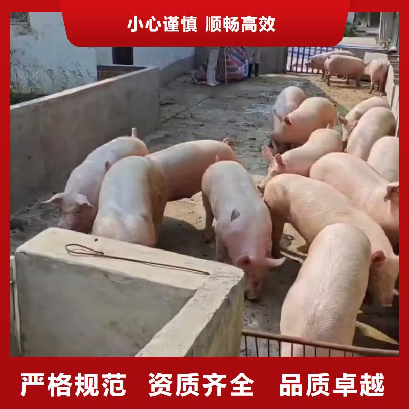 驻马店到三明农牧运输贴心售后